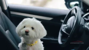 Dog Car Seat 