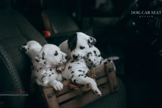 Dog Car Seat